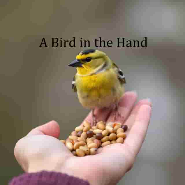 A_Bird_in_the_Hand_Dream.jpg