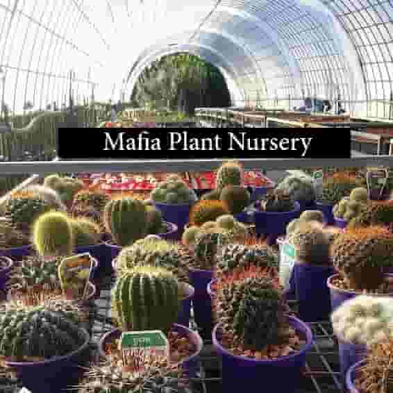 Mafia_Plant_Nursery.jpg