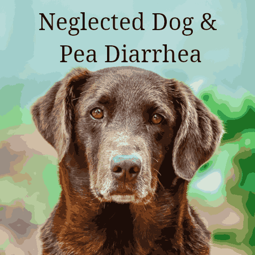 Neglected_Dog_Pea_Diarrhea.png
