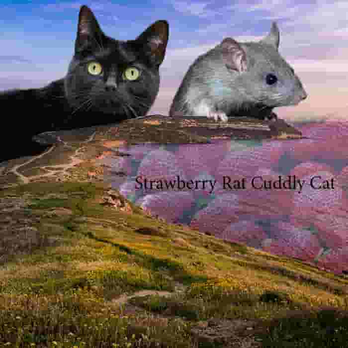 Strawberry_Rat_Cuddly_Cat.jpg