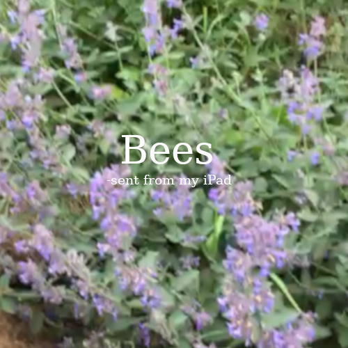 Bees_-sent_from_my_iPad.png